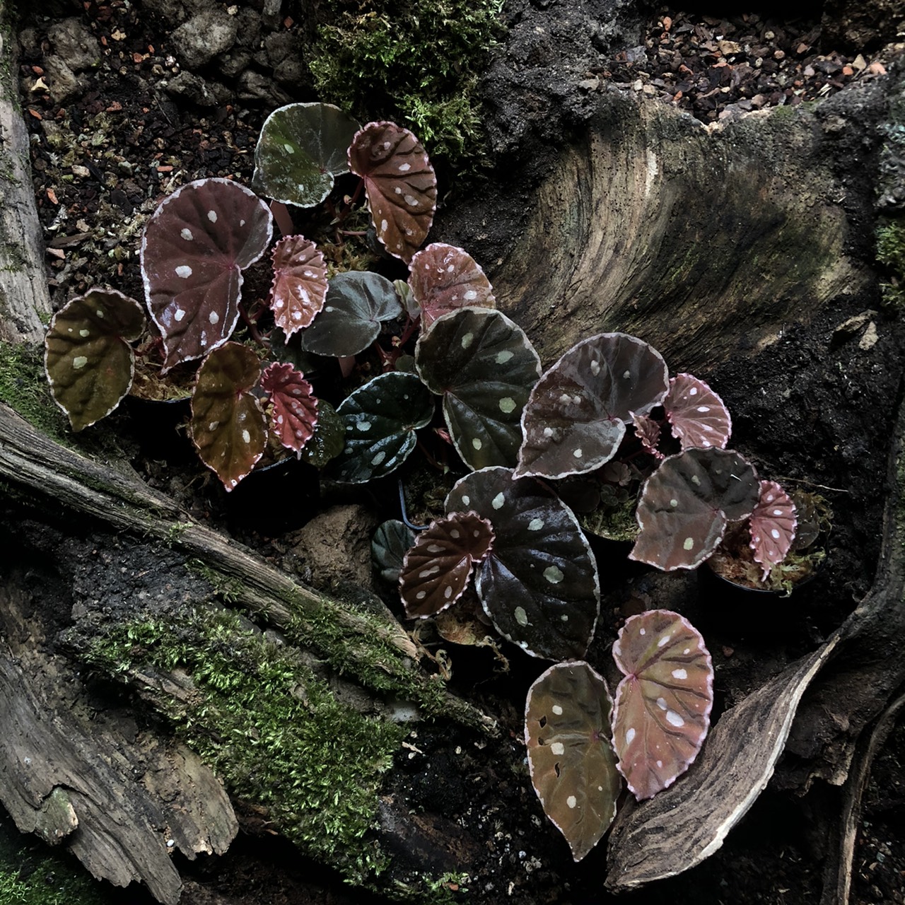 Begonia sp.Sarawak ベゴニア サララク 熱帯植物 パルダリウム | tspea.org